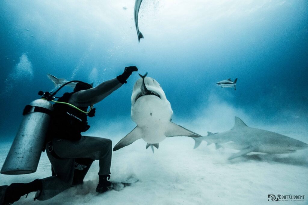 plongée avec le requin bouledogue 