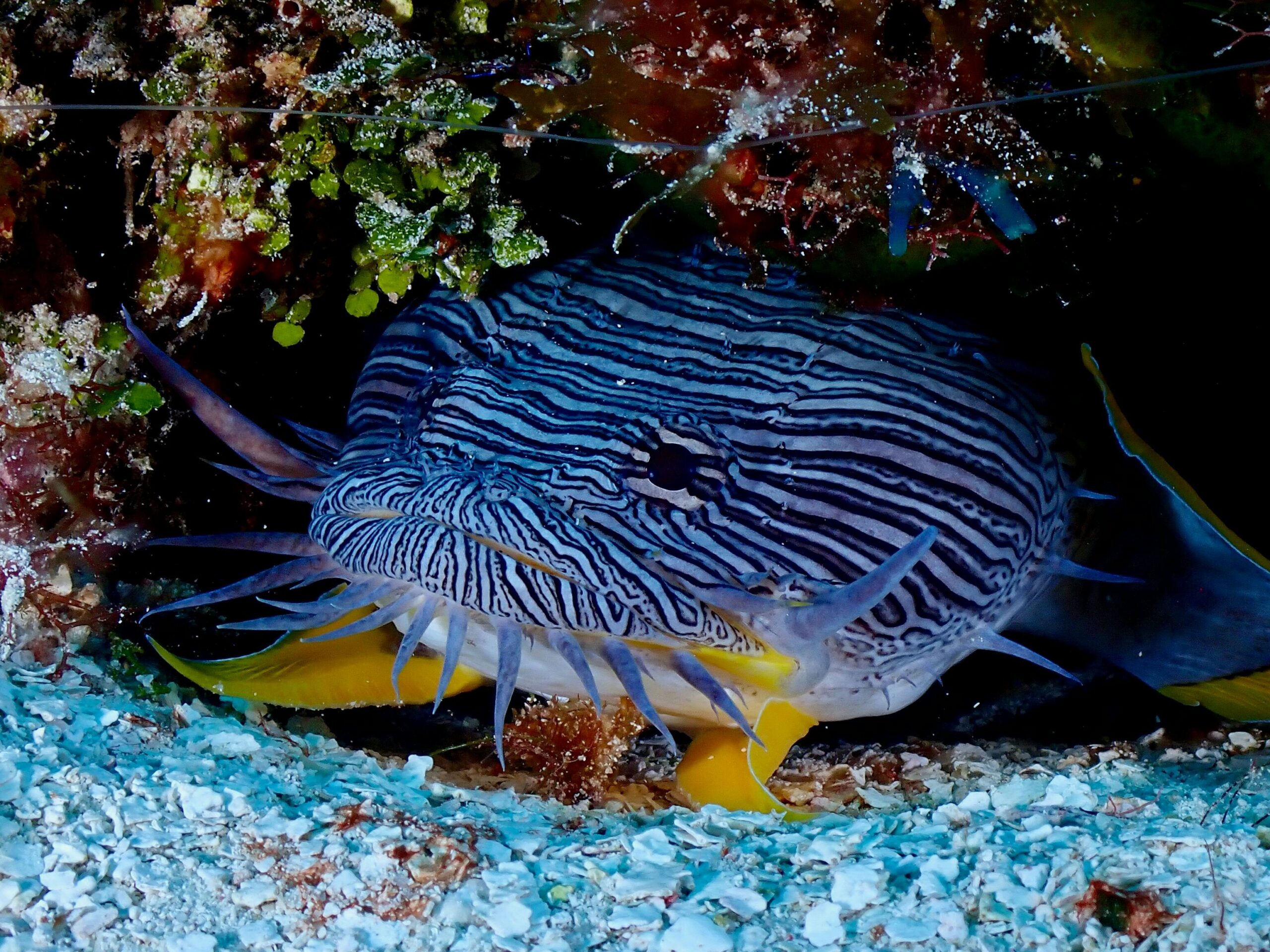 Close-up of a splendid toadfish (Sanopus splendidus) in Cozumel's vibrant reef.