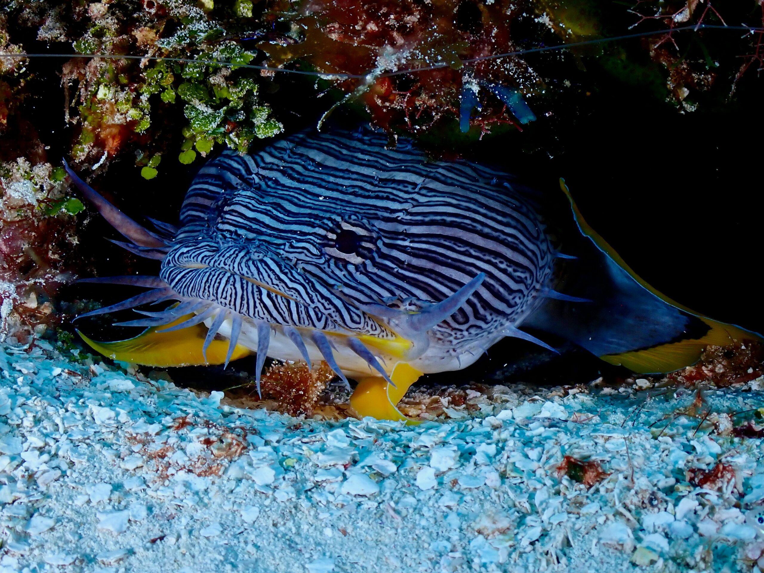 Plongée à Cozumel avec Halocline Explorers