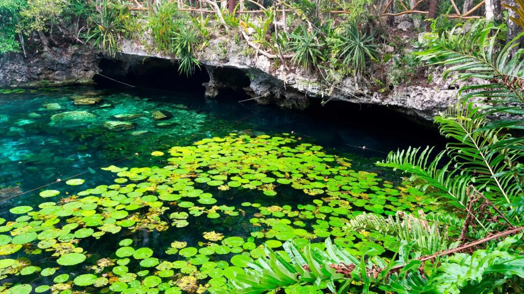 Surface du Cenote Nicte Ha recouverte de nénuphars dans le parc Dos Ojos, Riviera Maya, Mexique