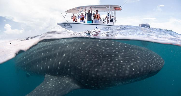 Snorkel con Tiburón Ballena Touristes observant un requin baleine à Cancun