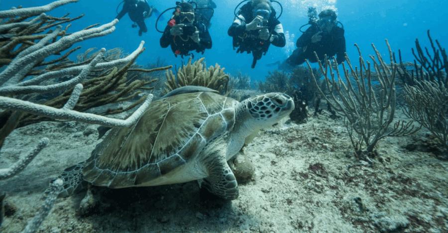 Plongeurs photographiant une tortue
