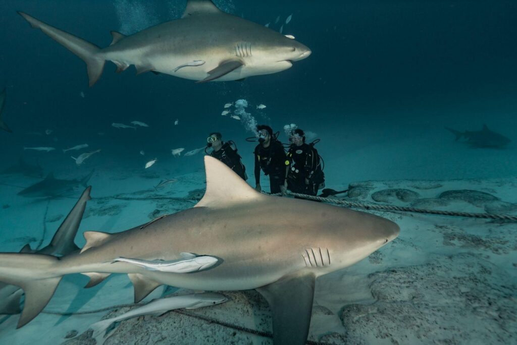 Plongeurs observant requin bouledogue à Playa del Carmen