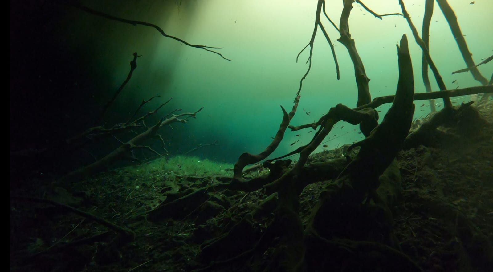 Plongée au Cenote Carwash avec racines immergées et eau cristalline dans la Riviera Maya au Mexique
