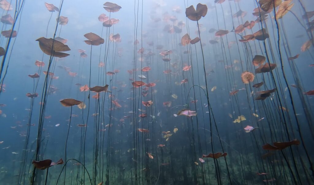 CENOTE AKTUN HA – CARWASH carwash 8