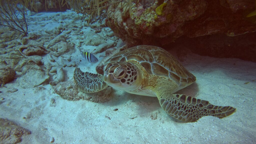 pexels photo 31717404 31717404 Close-up of a sea turtle in a coral reef in Akumal, Mexico. Vibrant marine life.