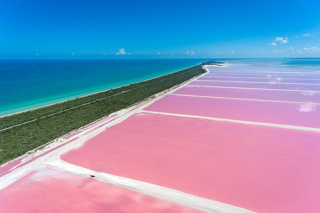 pink dream pink dream