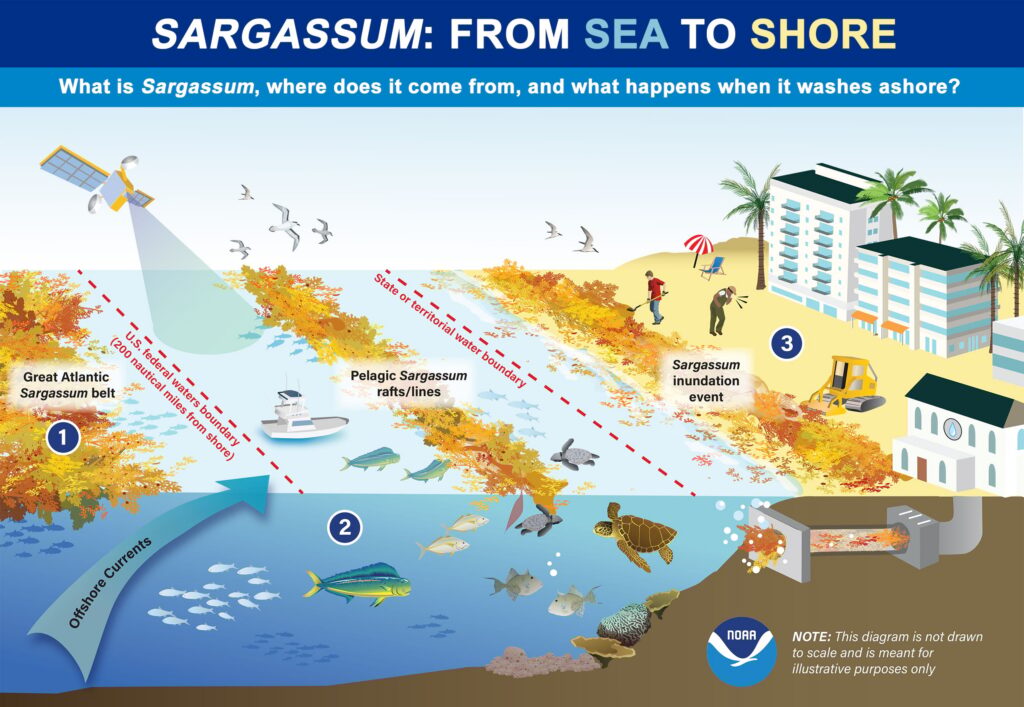 Infographie expliquant l'arrivée des sargasses dans les Caraïbes et la Riviera Maya NOAA