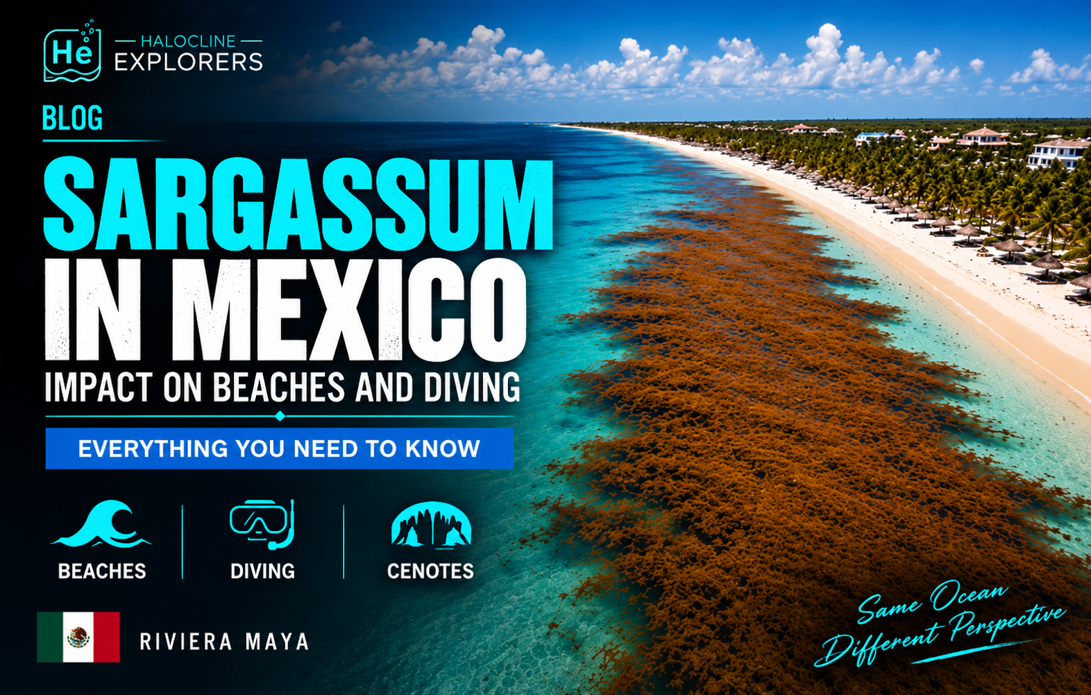Sargasses au Mexique : quel impact sur les plages et la plongée en Riviera Maya ? sargassum iin mexico