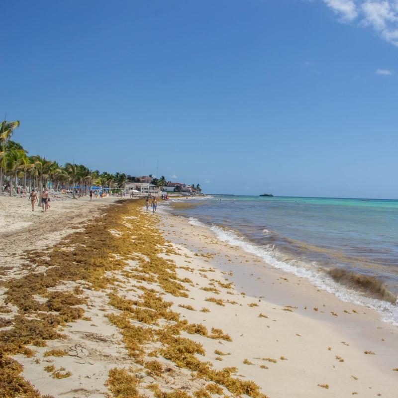 Accumulation de sargasses sur une plage de Playa del Carmen au Mexique