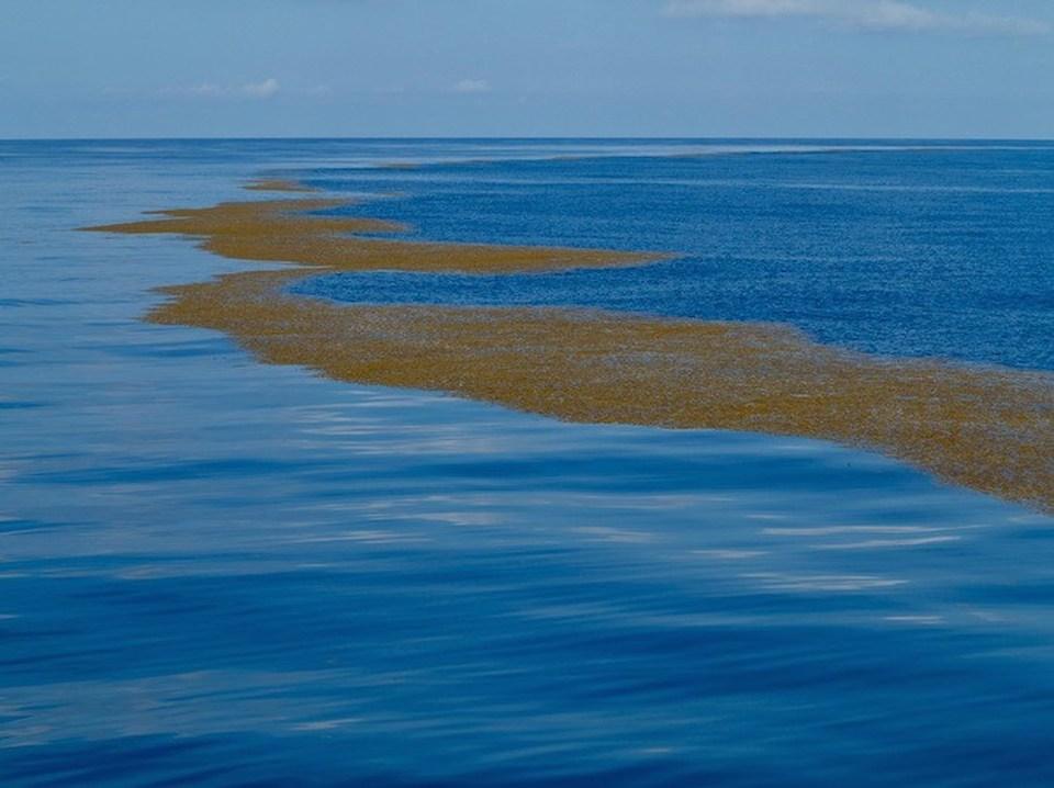 Sargasses flottant à la surface de la mer des Caraïbes