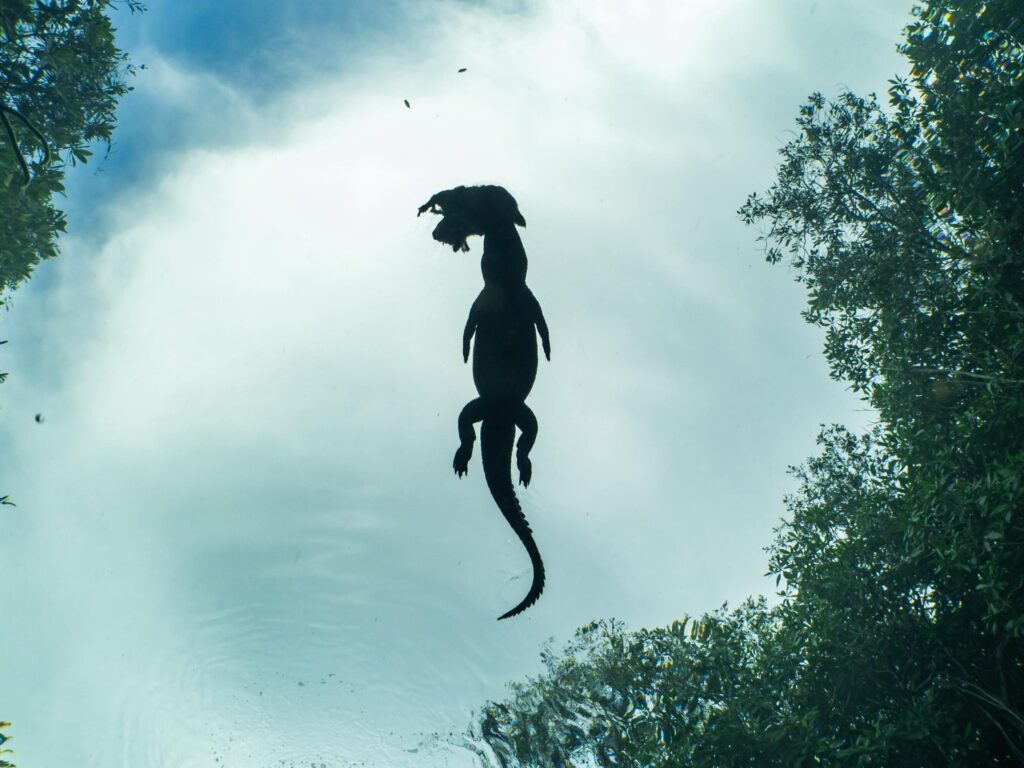 Cenote Casa Cenote Halocline Explorers