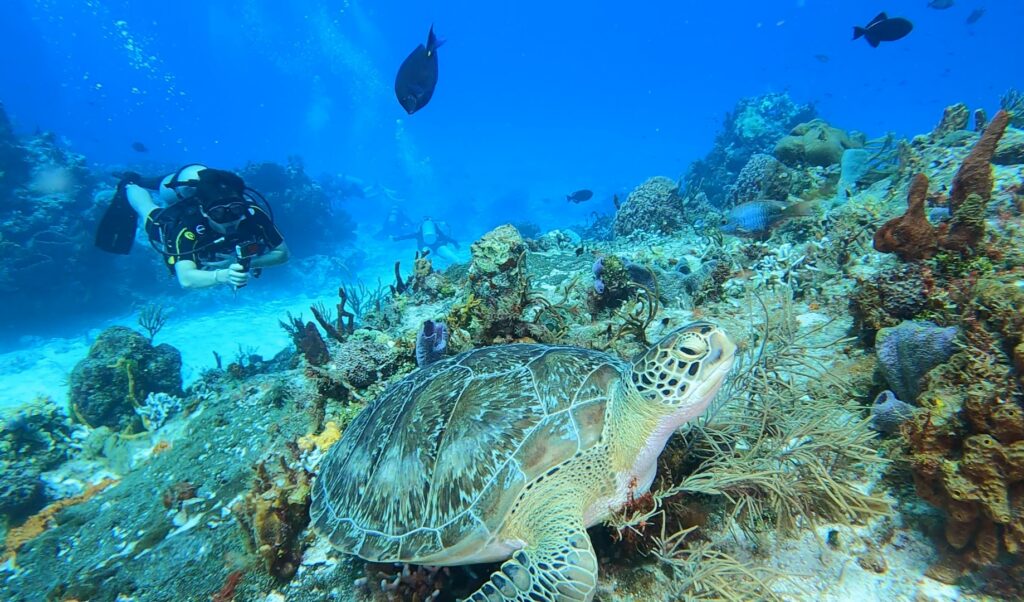 Tortue verte observée lors d'une plongée à Cozumel, au Mexique.